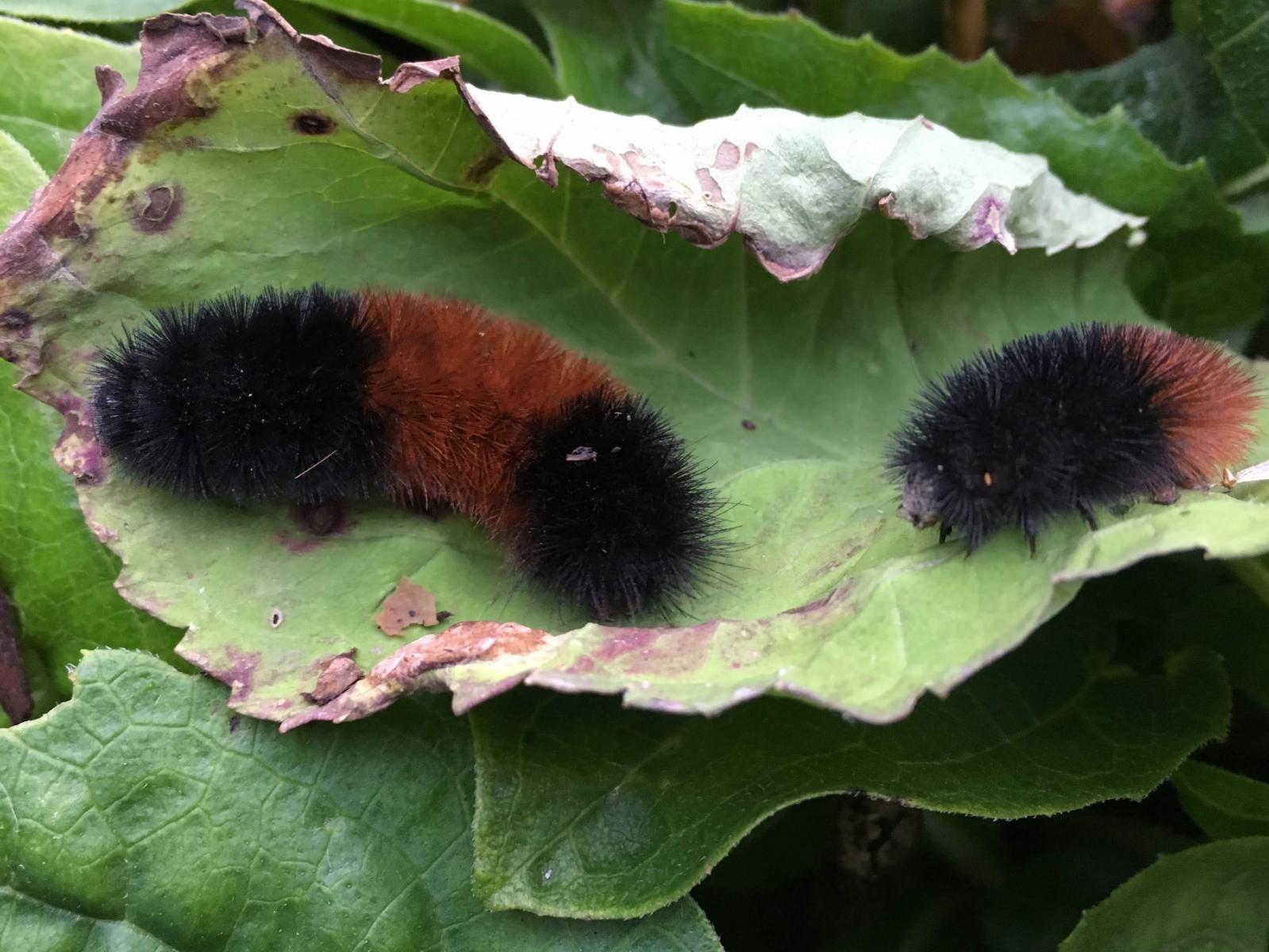 Wooly Bear Caterpillars Nebraska Extension